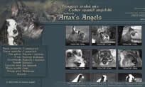 Artax's Angels Sznaucer