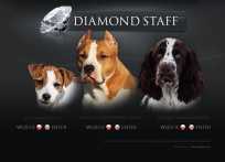 Diamondstaff.eu - Hodowla amstaffów, American Staffordshire Terrier, AST kennel