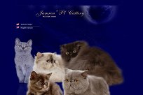 Koty perskie, egzotyczne, kartuskie - Jamren