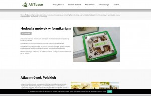 Stona o mrówkach - antbase.pl